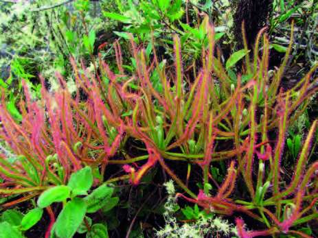 la Drosera magnifica