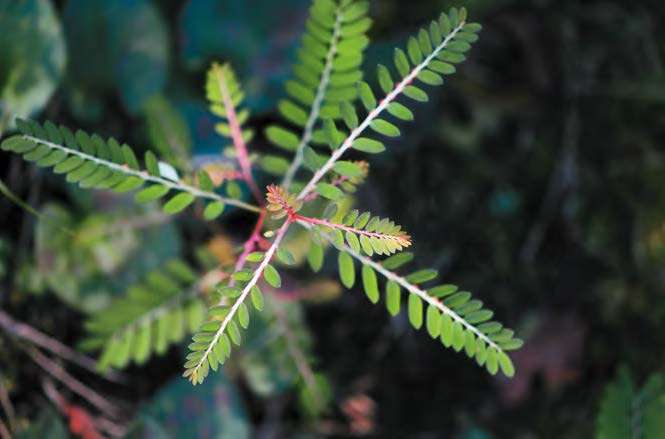 Phyllanthus urinaria