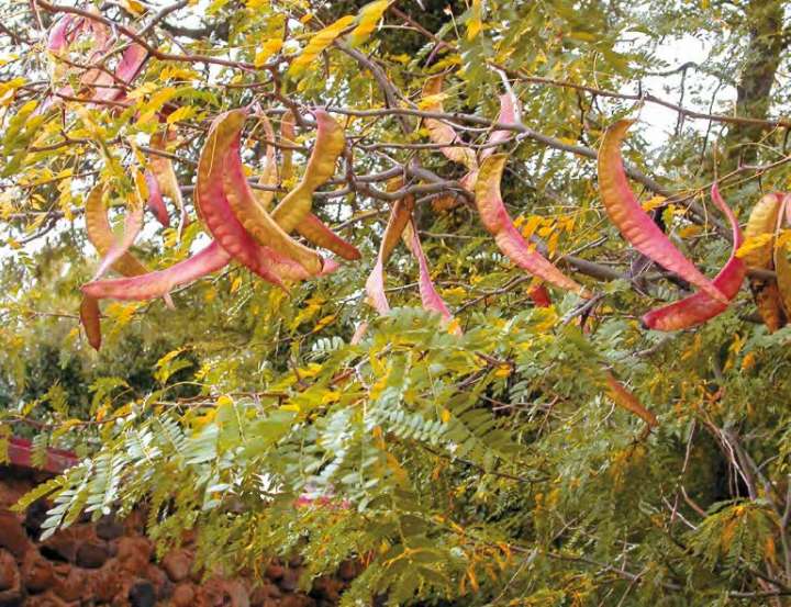 Févier d’Amérique (Gleditsia triacanthos)