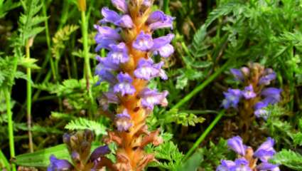 Orobanche rameuse