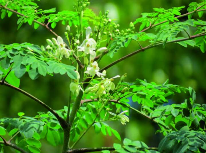 Moringa