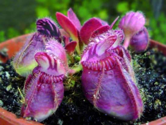 Cephalotus