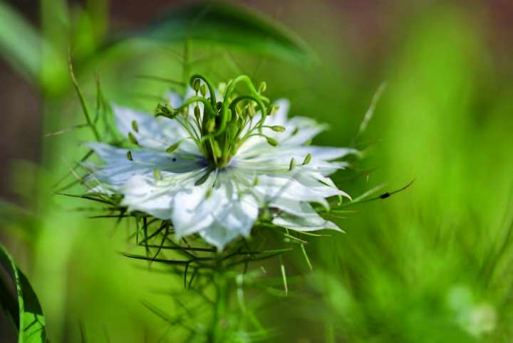 Nigelle aromatique