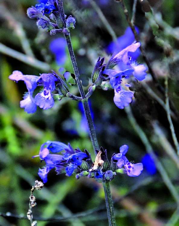 Nepeta amethystina