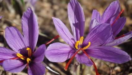 Crocus sativus (Safran)