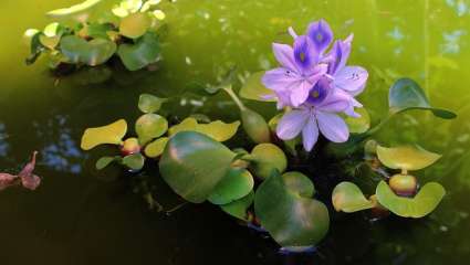 Jacinthes d'eau